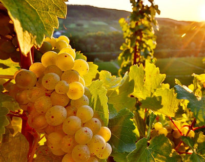 Italian Riesling: a treasure to be discovered