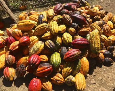 The differences between cocoa varieties: Criollo, Forastero and Trinitario